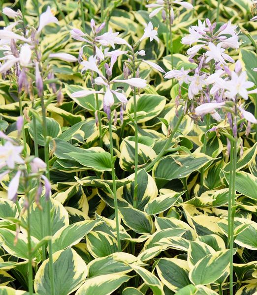 Hosta 'Twilight'